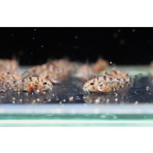 画像: 国産コリドラス　ゼブリーナ CW111　約22~23mm　1匹　送料込み！
