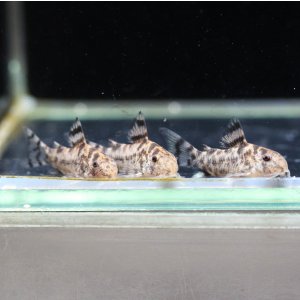 画像: 国産コリドラス　ゼブリーナ CW111　約22〜23mm　3匹セット　送料込み！