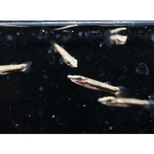画像: ベロネソックス　稚魚5匹セット　送料込み