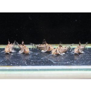 画像: 厳選5匹！コリドラス　ゼブリーナ CW111　約22~23mm　画像の5匹セット　送料込み！
