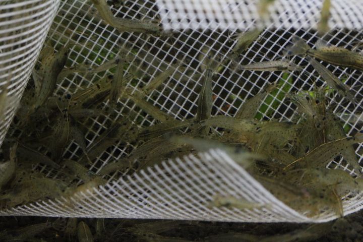 画像: 石巻貝&ヤマトヌマエビのコケ取りコンビ入荷