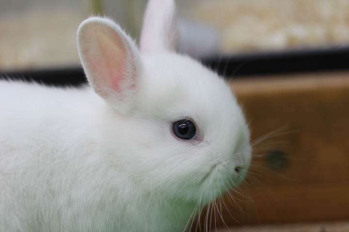 画像: 人気のウサギ！ネザーランドのブルーアイドホワイト入荷です！