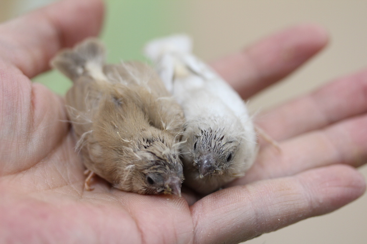 画像: セキセイ、文鳥、コザクラなど入荷