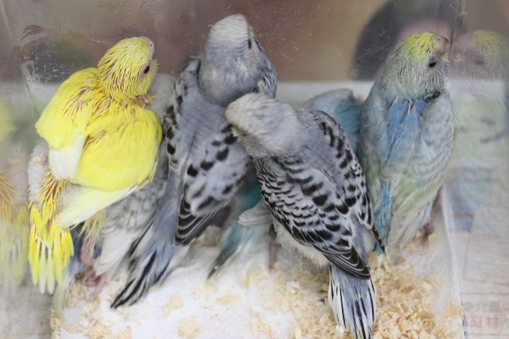 画像: セキセイインコ、ハムスターなど入荷