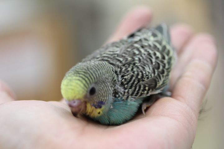 画像: セキセイインコ、コザクラなど入荷です