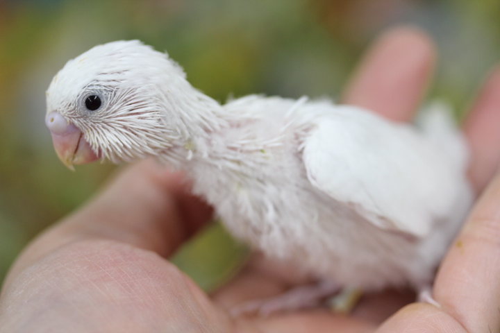 画像: インコ類入荷です