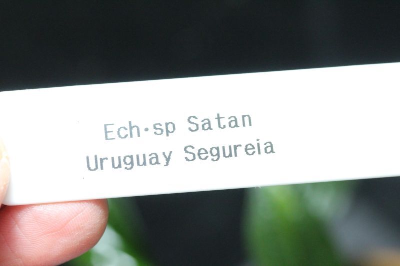 画像:  Echinodorus sp Satan Segureia “セグレイア”　　１株　送料込み