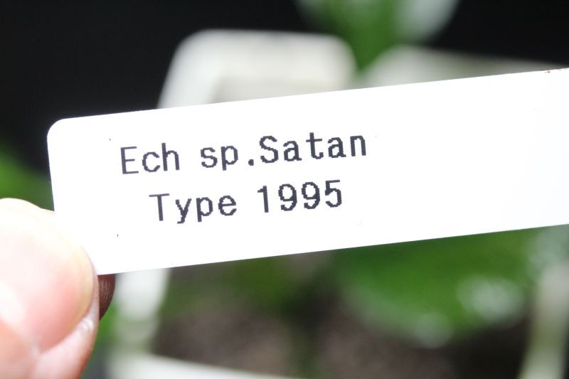 画像: Echinodorus sp Satan 1995 　１９９５年タイプ　　１株　送料込み