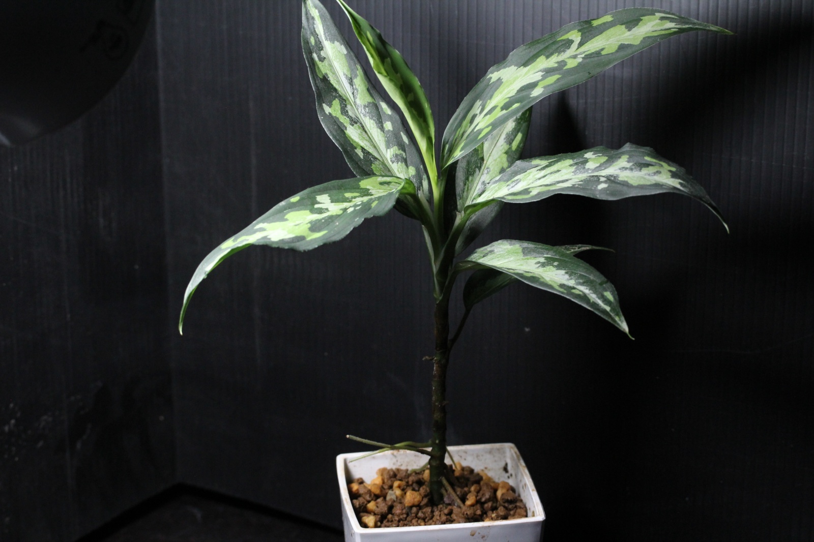 画像: Aglaonema pictum Plau Nias type EUREKA アグラオネマ・ピクタム　エウレカ（2）　送料込み