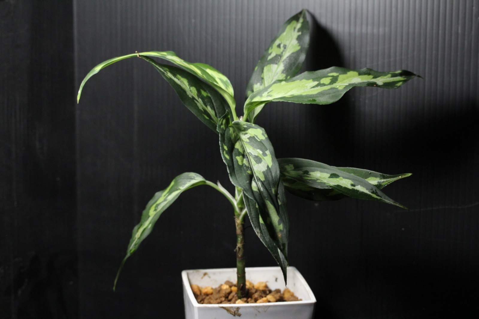 画像: Aglaonema pictum Plau Nias type EUREKA アグラオネマ・ピクタム　エウレカ　送料込み