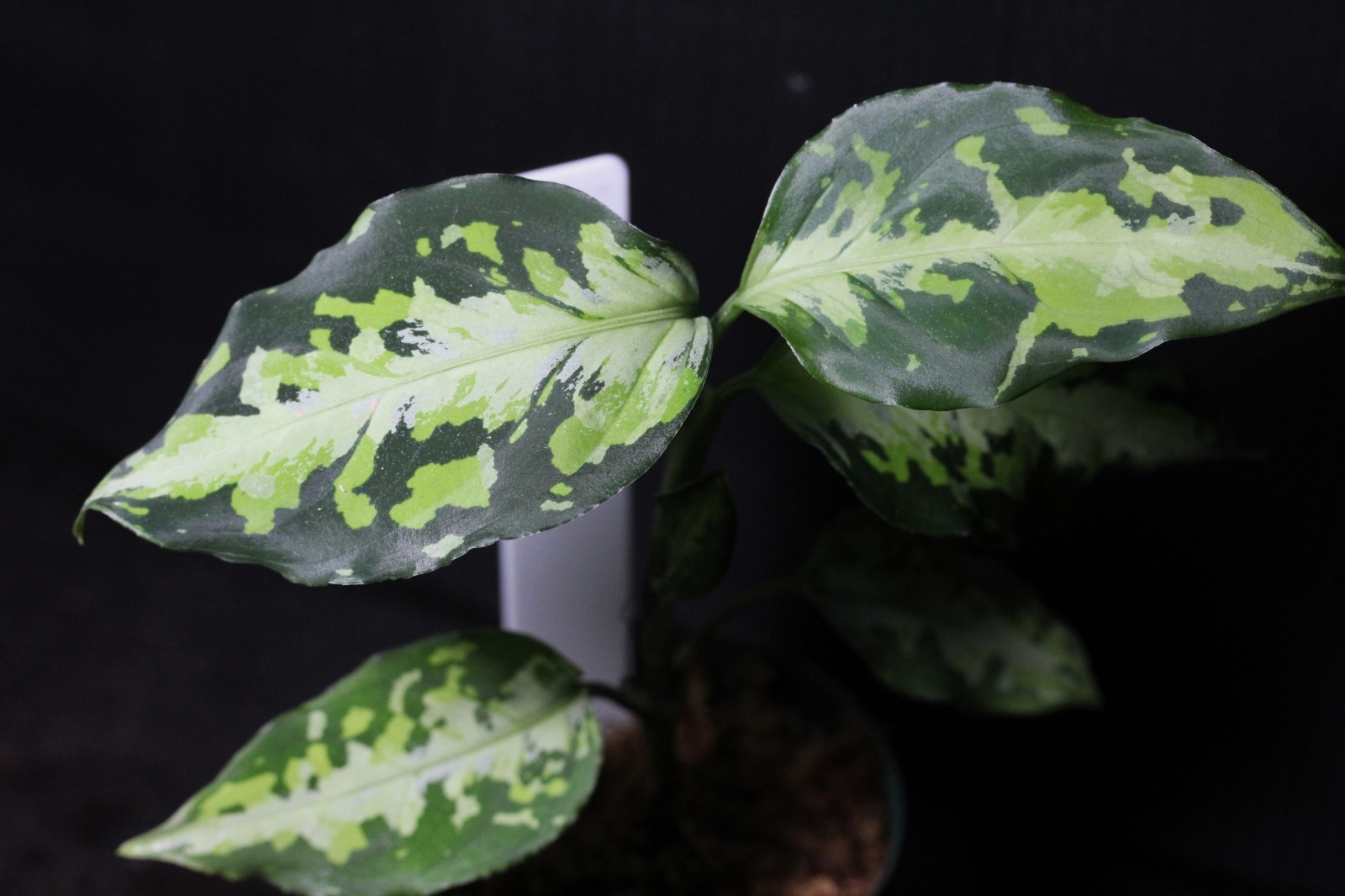 画像1: Aglaonema pictum Plau Nias　NIRVASH　アグラオネマ・ピクタム　ニルヴァーシュ　送料込み (1)