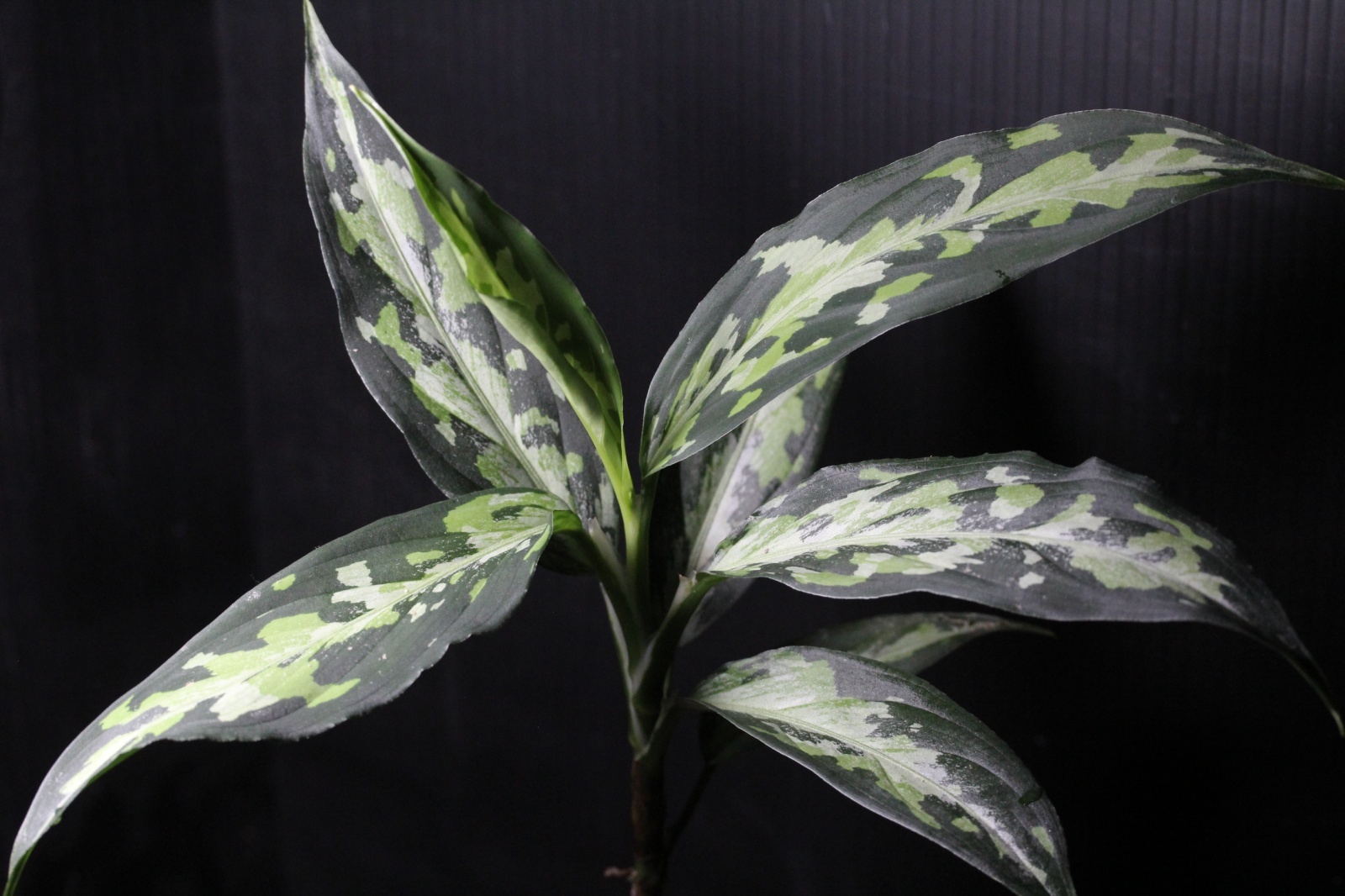 画像1: Aglaonema pictum Plau Nias type EUREKA アグラオネマ・ピクタム　エウレカ（2）　送料込み (1)