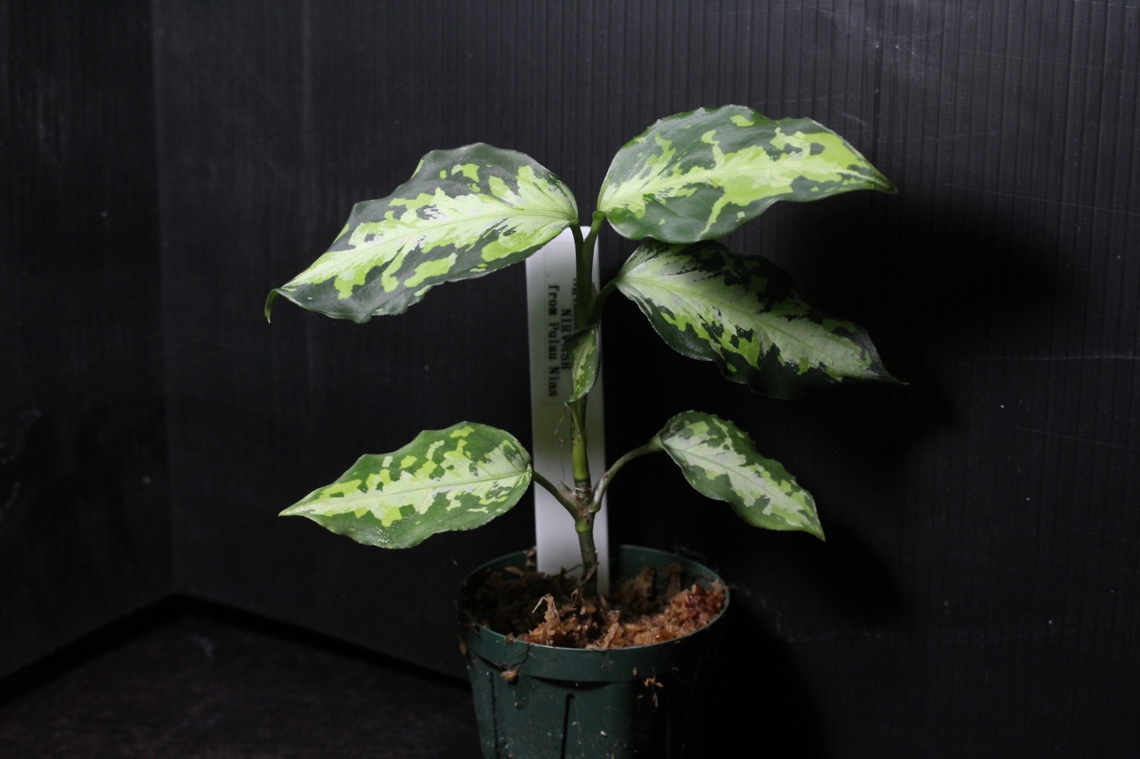 画像: Aglaonema pictum Plau Nias　NIRVASH　アグラオネマ・ピクタム　ニルヴァーシュ　送料込み