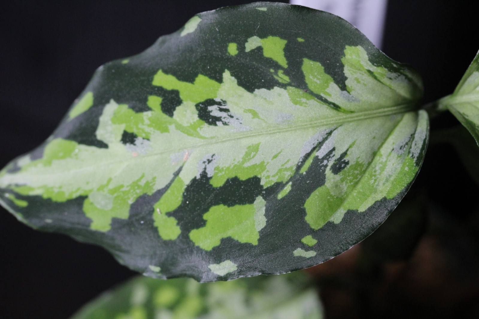 画像: Aglaonema pictum Plau Nias　NIRVASH　アグラオネマ・ピクタム　ニルヴァーシュ　送料込み