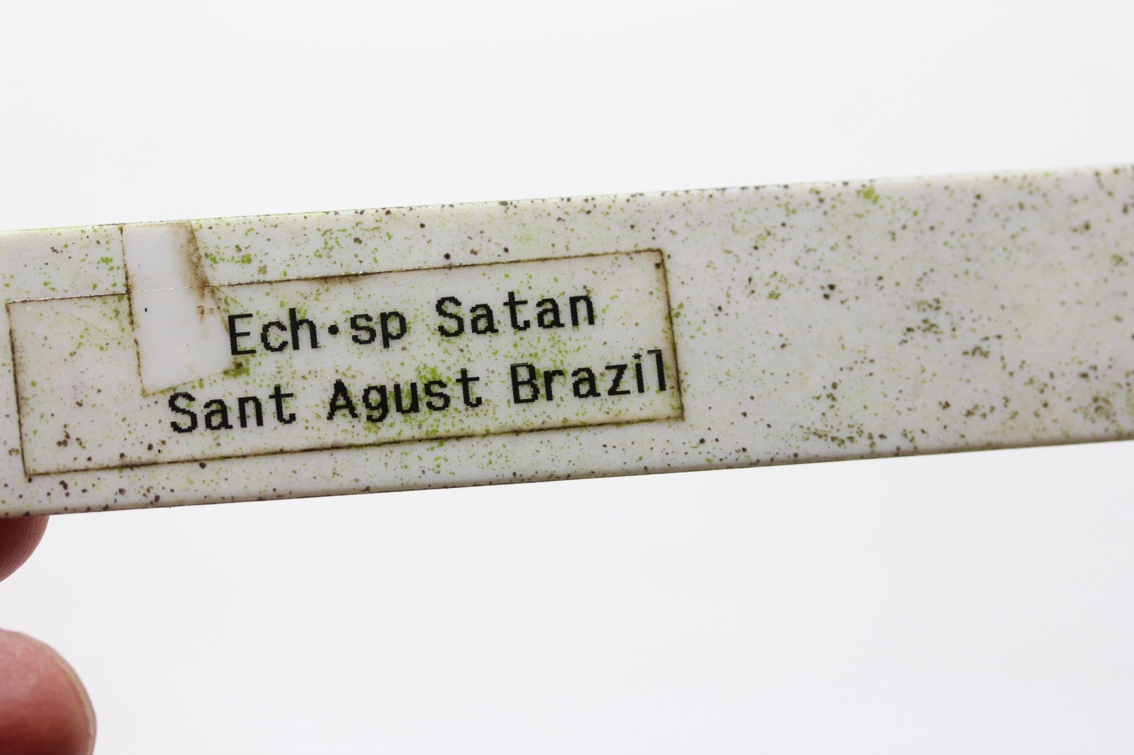 画像:  Echinodorus sp Satan Sant Agust Brazil　 “サントアグスト”　　１株　送料込み