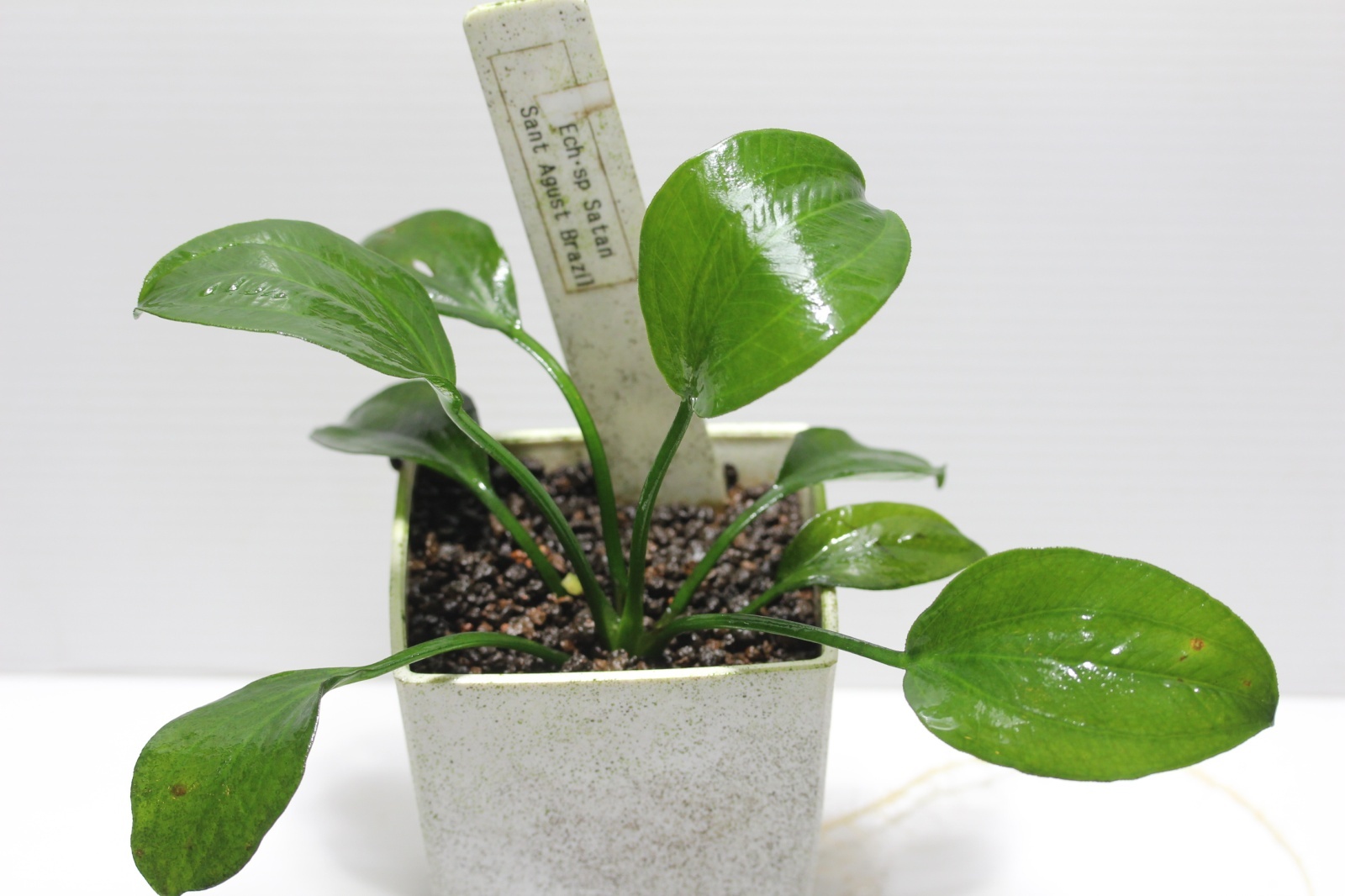 画像1:  Echinodorus sp Satan Sant Agust Brazil　 “サントアグスト”　　１株　送料込み (1)