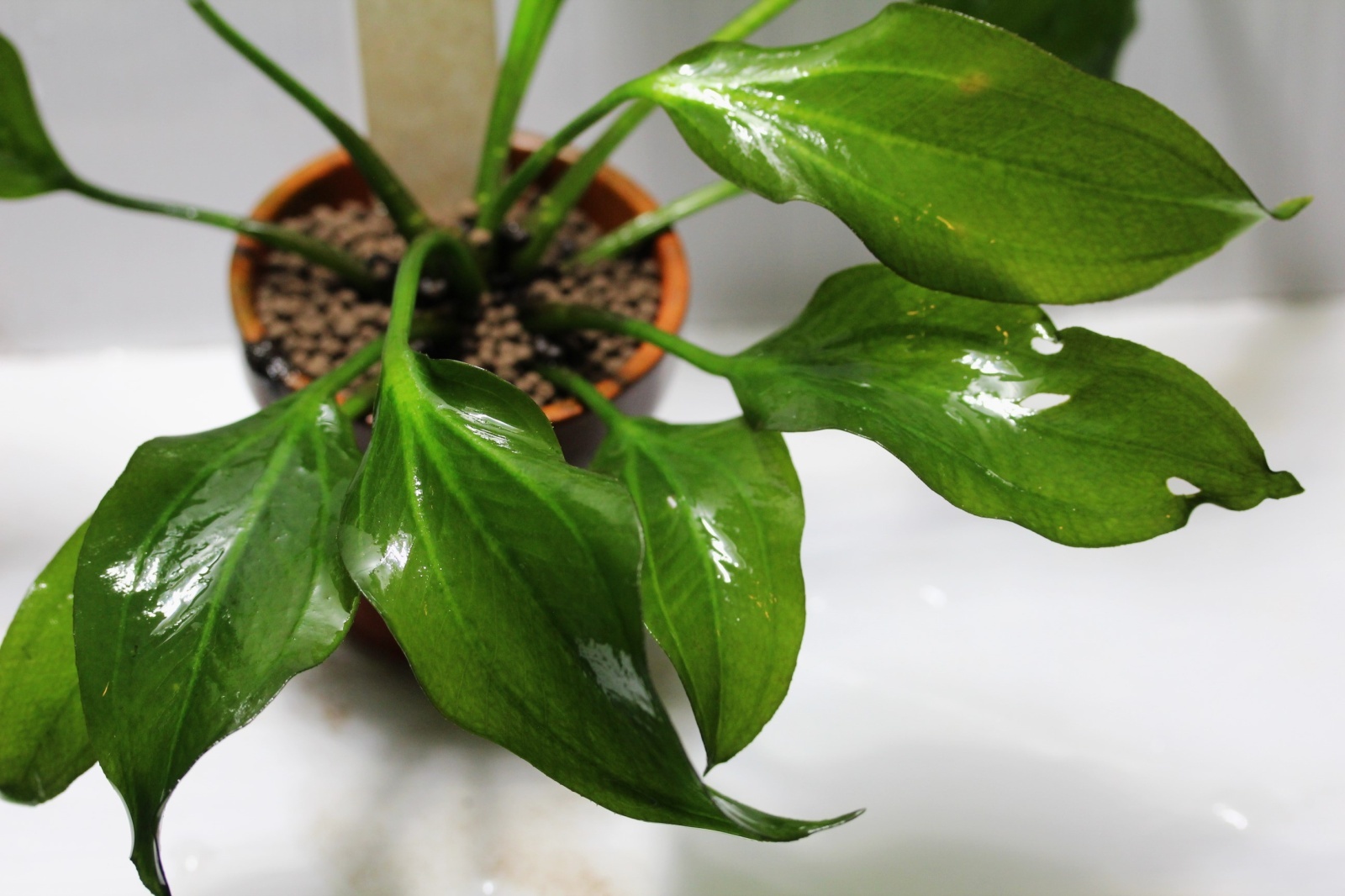 画像: Echinodorus sp. opacus from Sant Maria　1株　送料込み